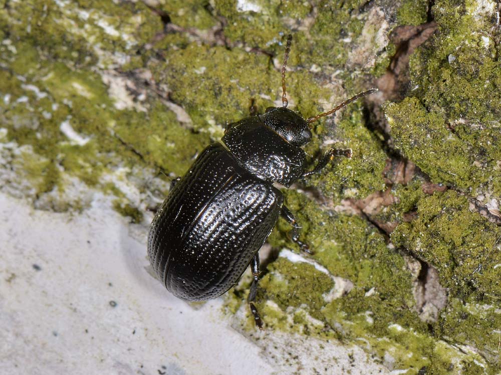Gonioctena cfr.quinquepunctata f.ma obscura, Chrysomelidae